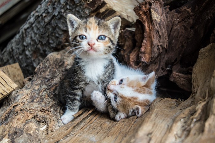Two kittens resting among logs