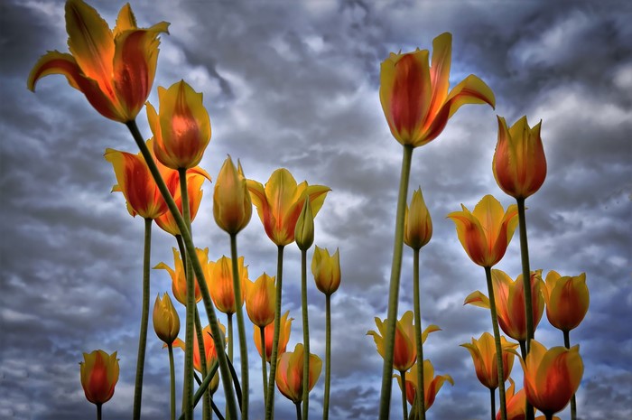 Yellow and orange tulips against a cloudy sky