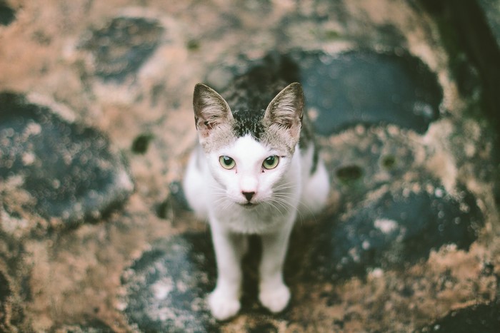 Cat sitting on textured ground