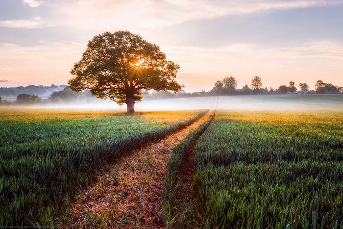 Misty sunrise over a field with a large oak tree in Herefordshire, England