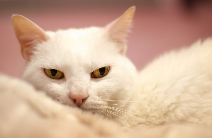 White cat with yellow eyes looking sideways