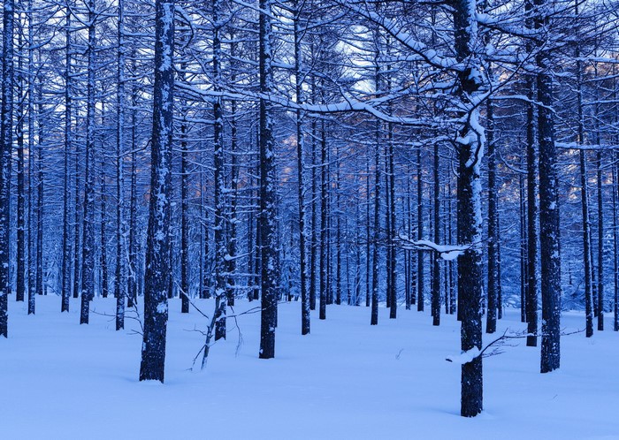 Snowy forest with tall trees