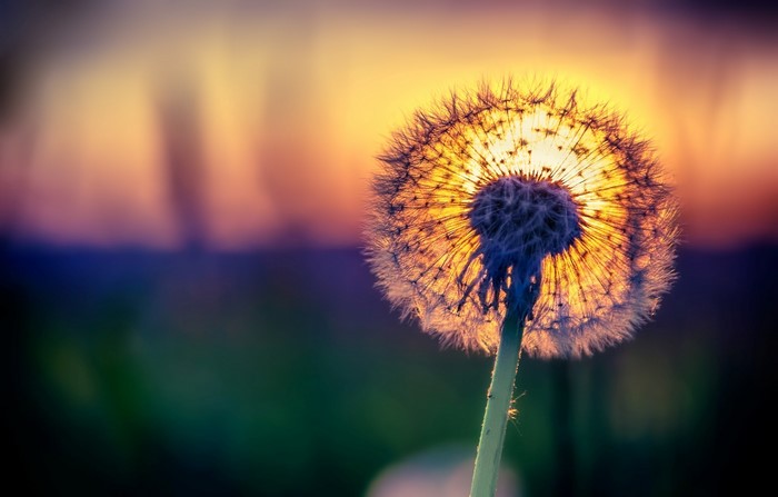 Dandelion Seed Head at Sunset