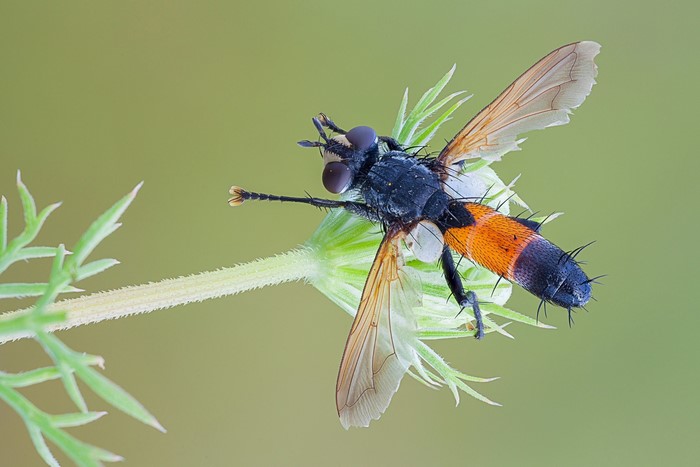 Robber fly with orange and black abdomen on a plant