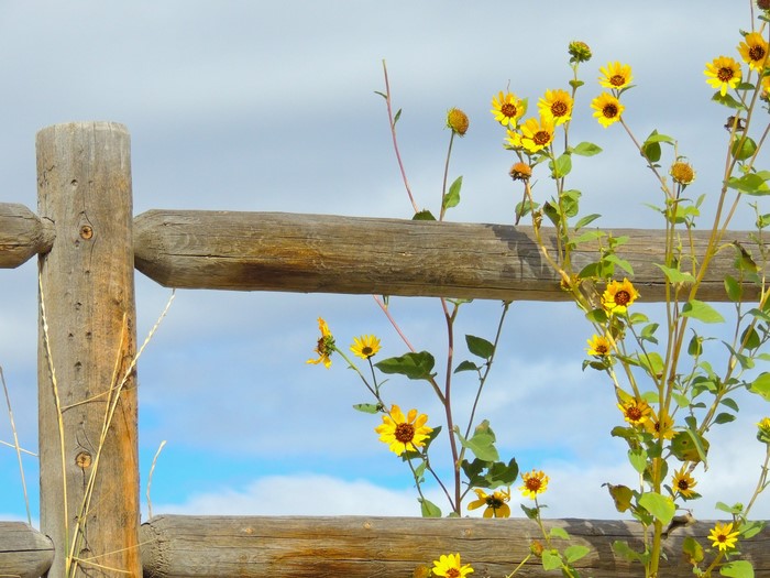 Yellow wildflowers growing near a wooden fence