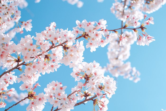 Cherry blossoms on a bright blue sky
