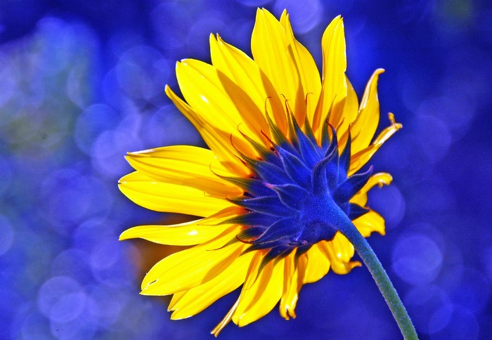 Close-up of a yellow sunflower with a blue center