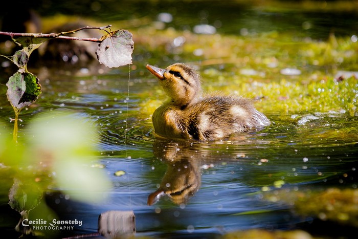 Duckling swimming in water with leaf