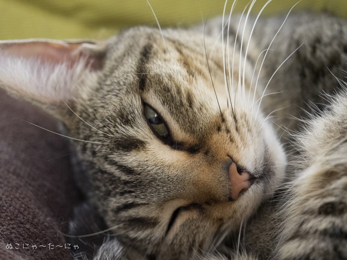 Close-up of a tabby cat's face