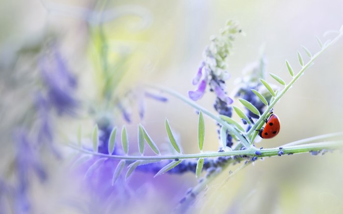 Ladybug on a plant with purple flowers