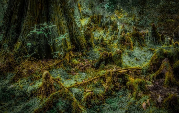 Mossy cypress knees and tree roots in a swamp