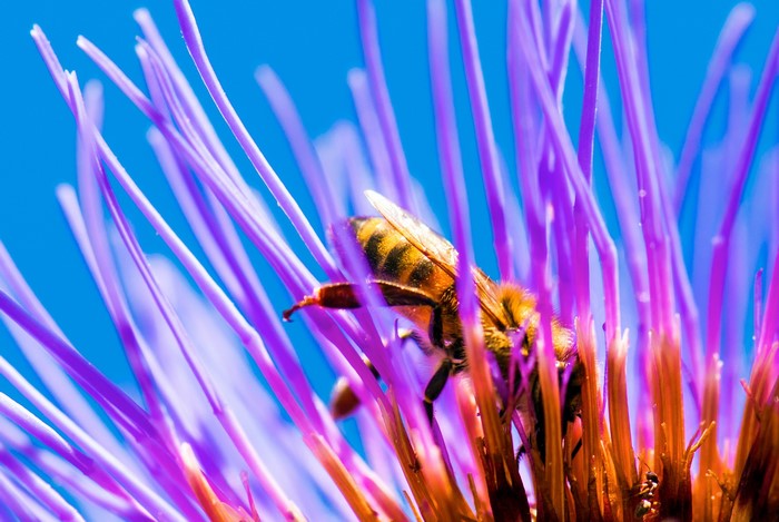 Bee on a purple thistle flower