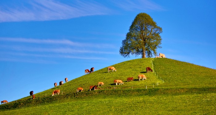 Cows grazing on a grassy hill with a large tree