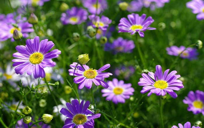 Purple daisy-like flowers with yellow centers in a field