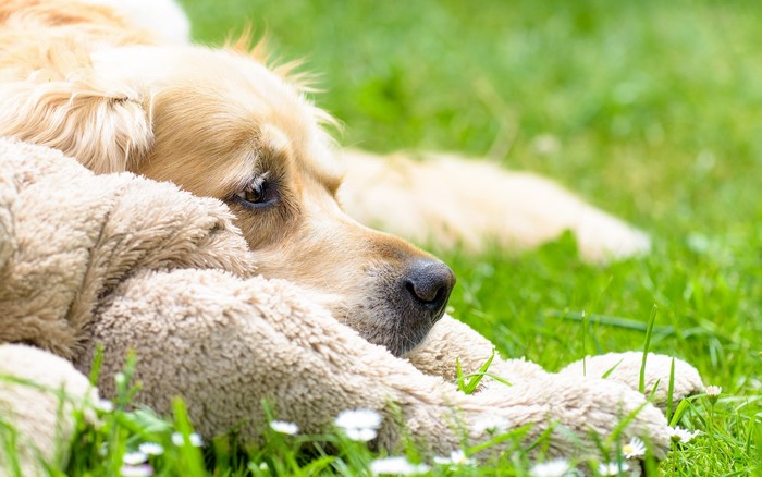 Golden Retriever dog resting on grass with a toy