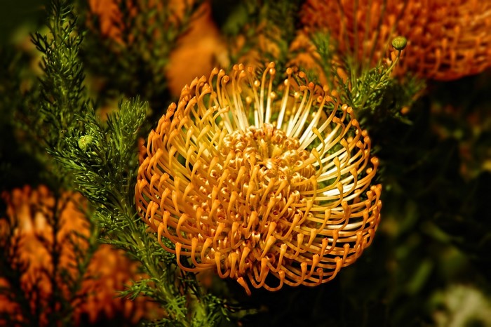 Orange Pincushion Protea Flower