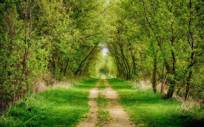 Dirt road through a green forest tunnel
