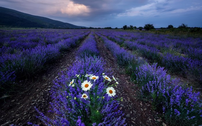 Lavender field with daisies and mountains