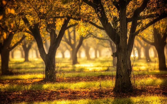 Autumn orchard with golden leaves and sunlight