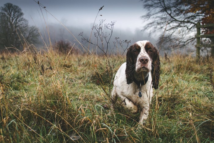 English Springer Spaniel dog in a grassy field