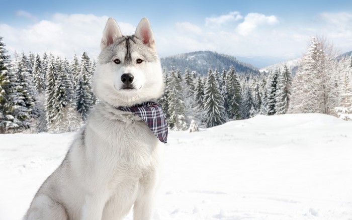 Siberian Husky dog wearing a scarf in a snowy forest