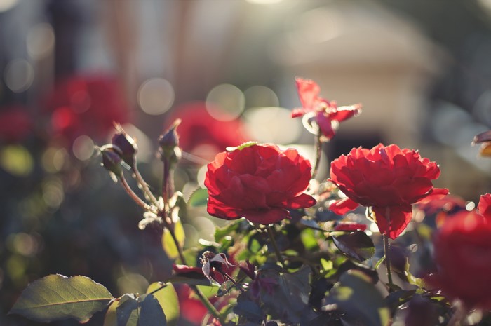 4K Red Roses in Sunlight