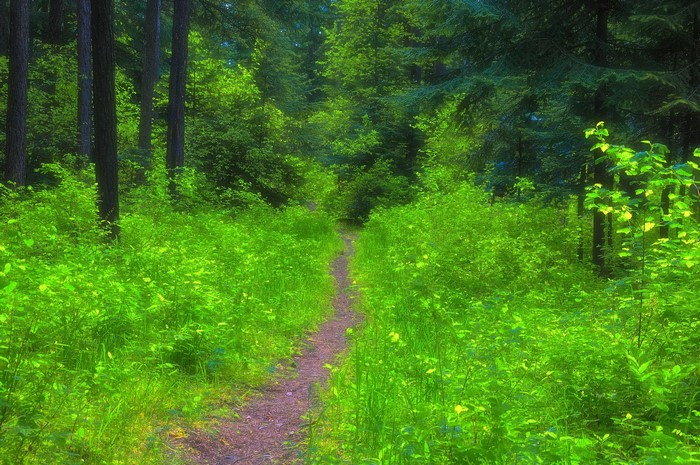 A winding dirt path through a vibrant green forest in summer.