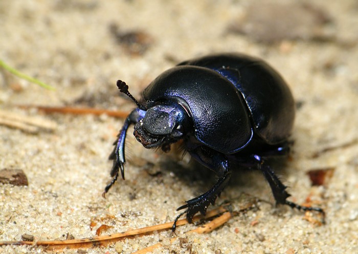 Close-up of a black beetle on sandy ground