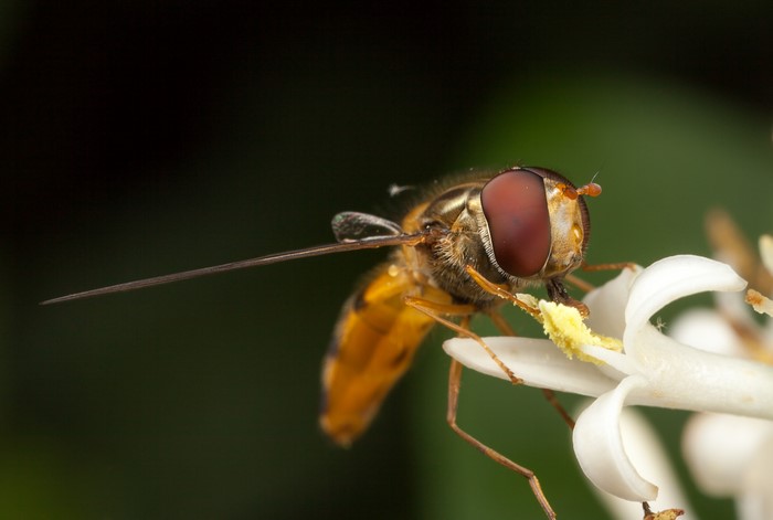 Hoverfly on a white flower