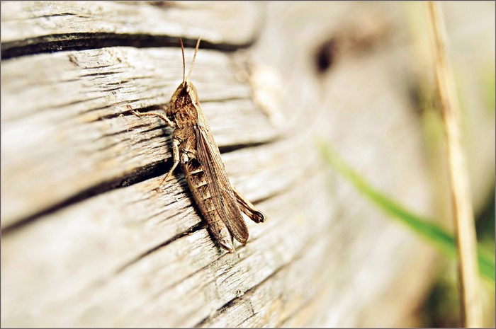 Grasshopper on weathered wood