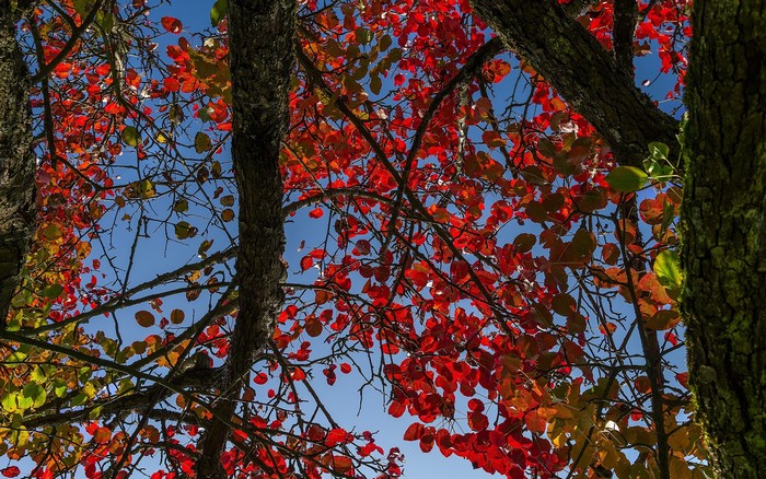 Autumn leaves on tree branches against blue sky