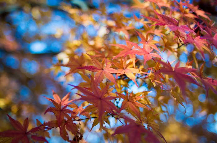 Autumn Maple Leaves in Sunlight