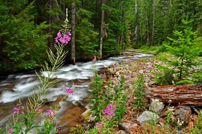 Forest river with pink wildflowers and rocks