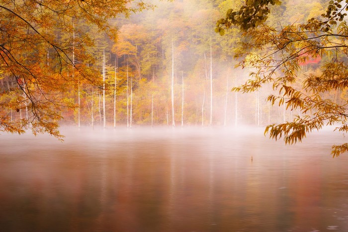 Autumn forest with fog over a lake