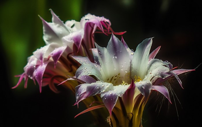 Close-up of two cactus flowers with water droplets