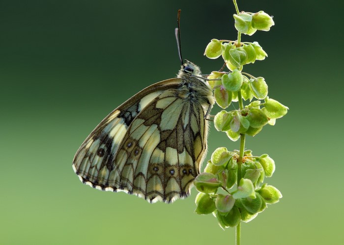 Marbled White Butterfly on a Plant