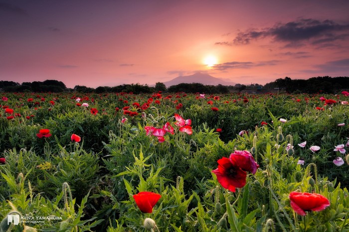 Kenji Yamamura's Poppy Field at Sunset