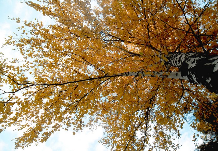 Looking up at a birch tree with yellow autumn leaves