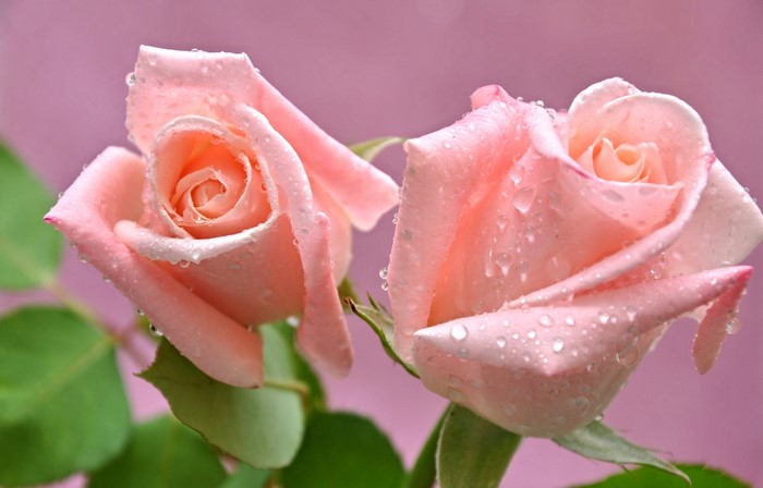 Two pink roses with water drops
