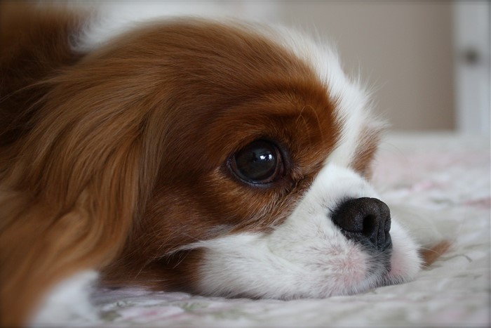 Close-up of a Cavalier King Charles Spaniel's face