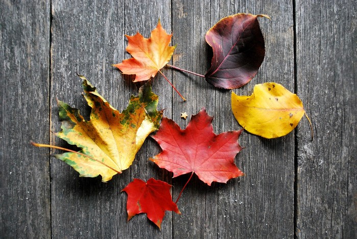 Autumn leaves on weathered wooden planks