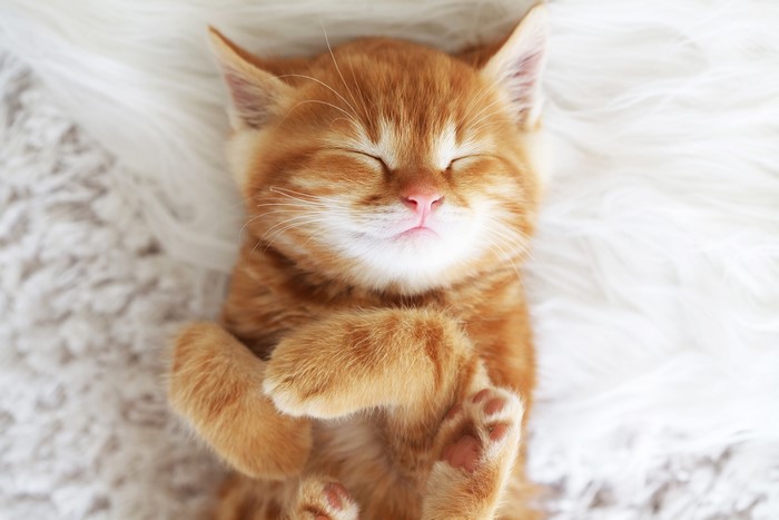 Ginger kitten sleeping on a fluffy rug