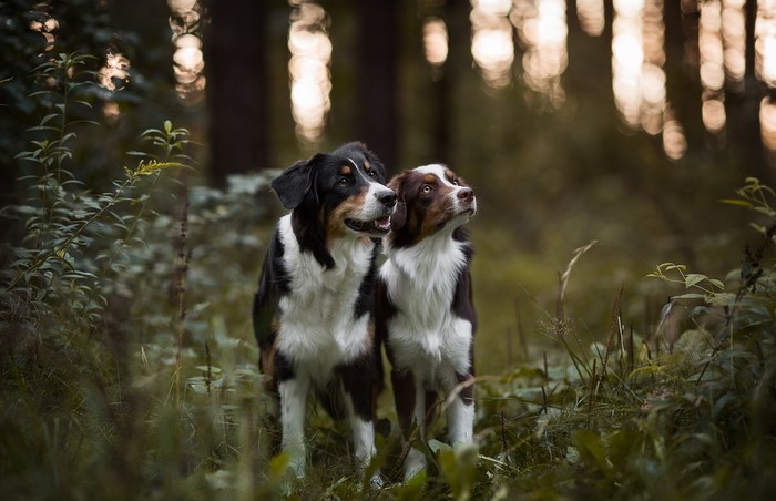 Two Australian Shepherd dogs in a forest