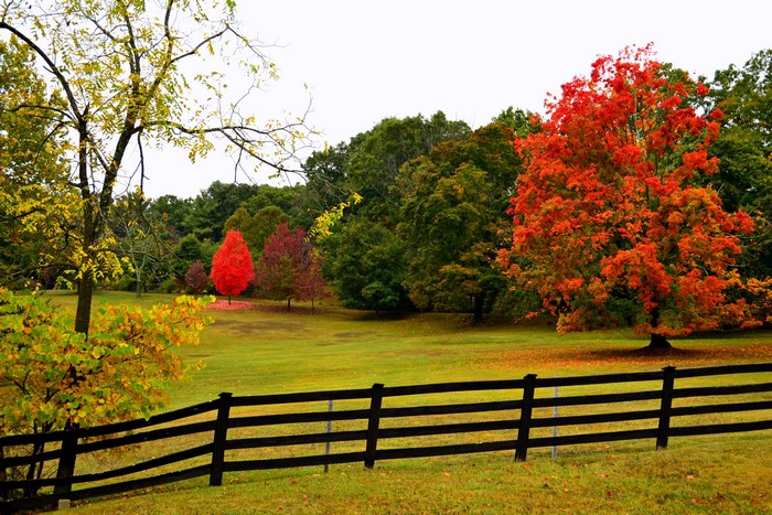 Autumn Trees and Fence
