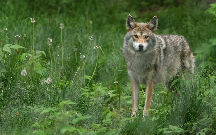 Coyote standing in tall green grass