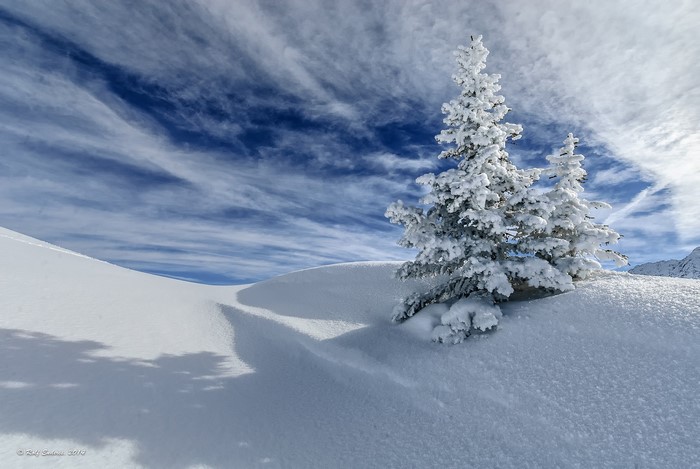 Snow-covered trees under a cloudy blue sky
