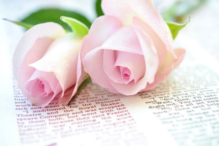 Two pink roses on a book