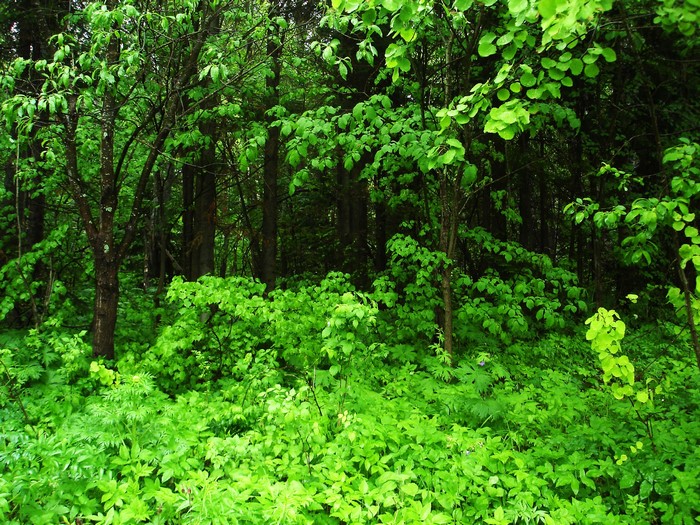 Green forest with dense foliage