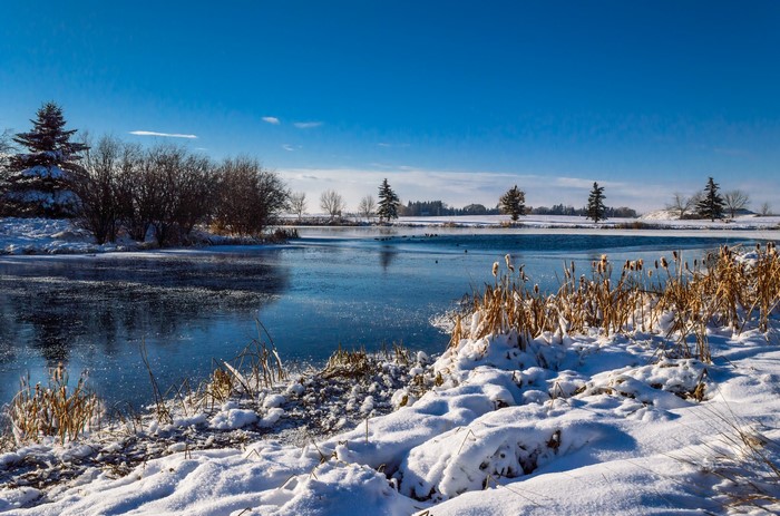 Winter landscape with a frozen pond and snow-covered trees