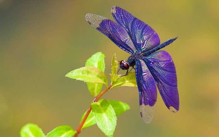 Close-up of a violet dragonfly on a green plant